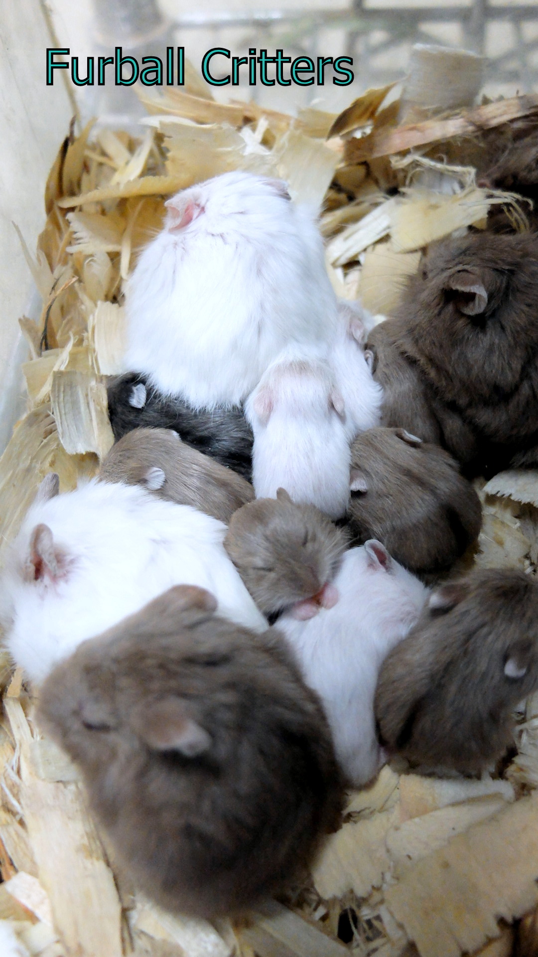 dwarf-hamsters