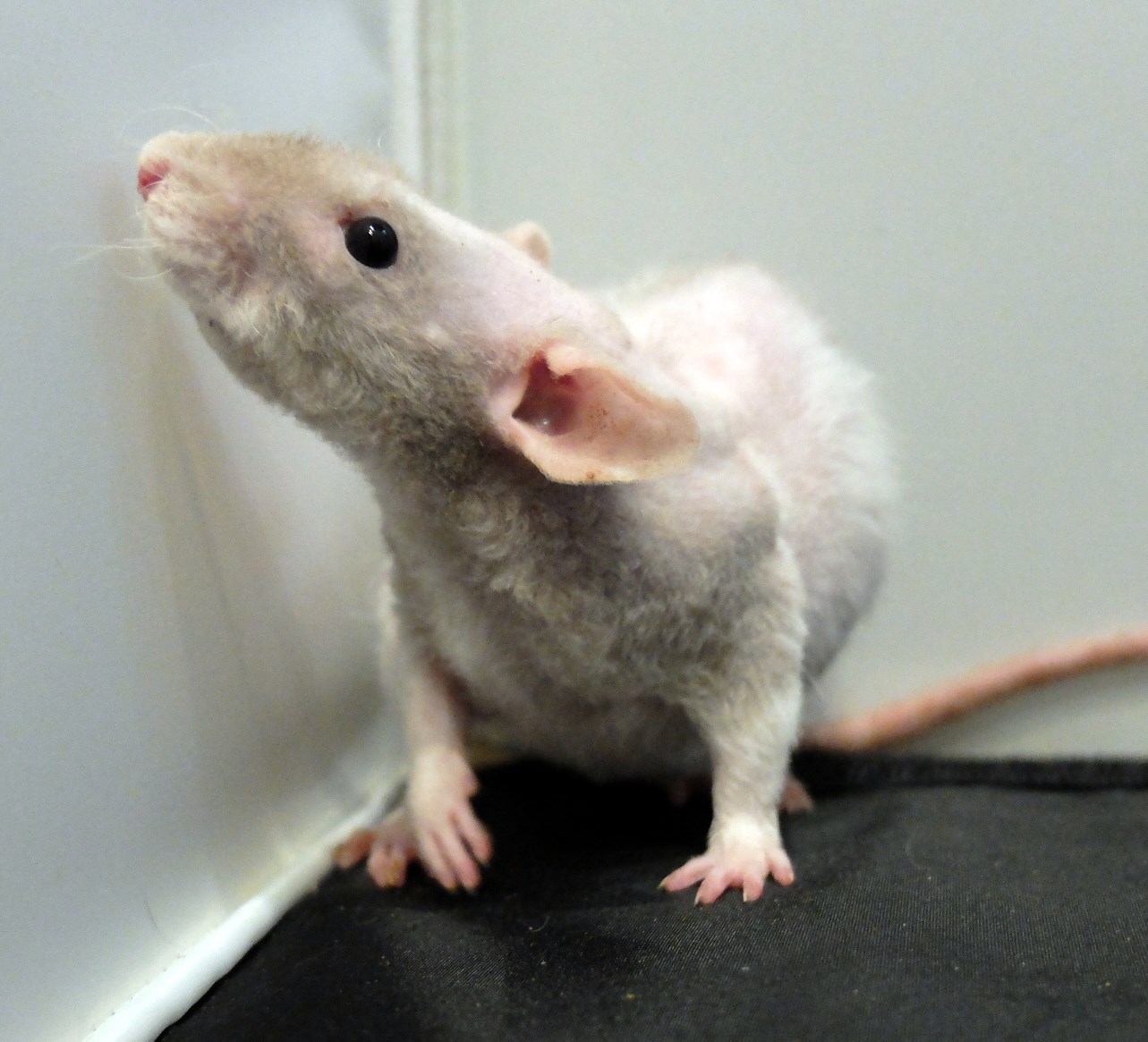 Double Rex Rats Double Rex Rats