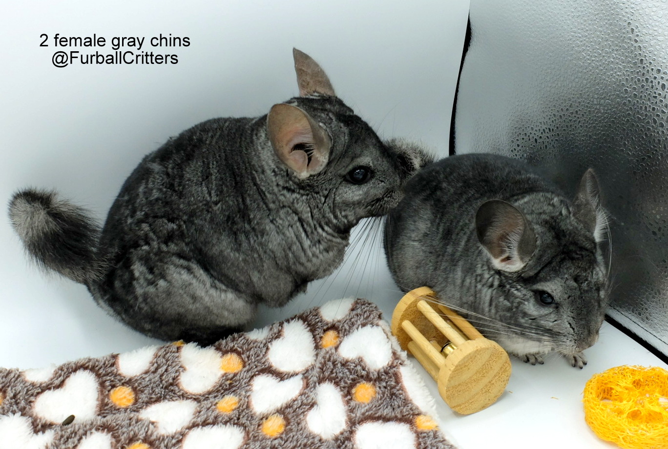 Chinchilla Rabbit Kit Available Chinchilla Kits – Furball Critters