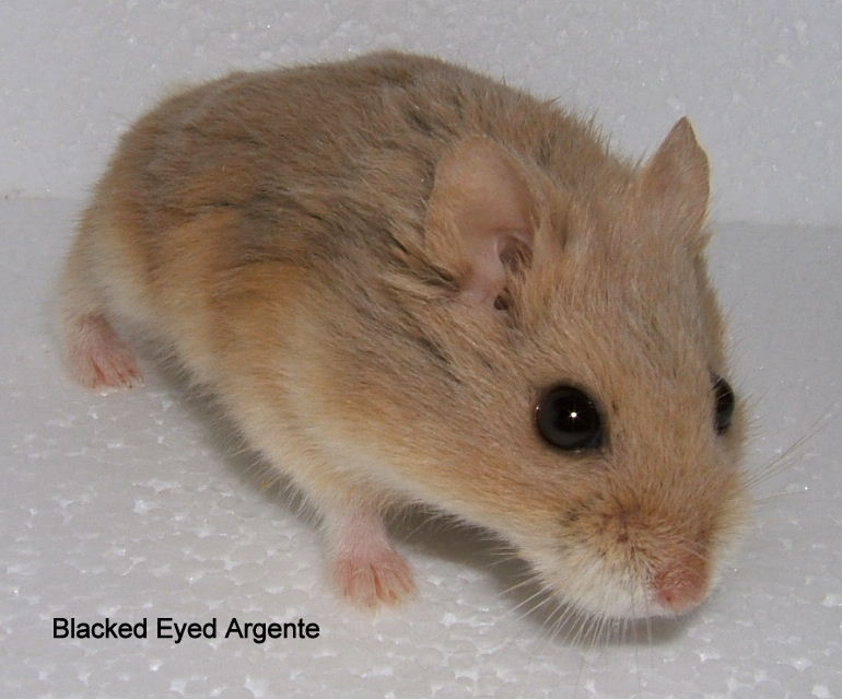 BlackEyed Argente Campbells dwarf hamster Furball Critters