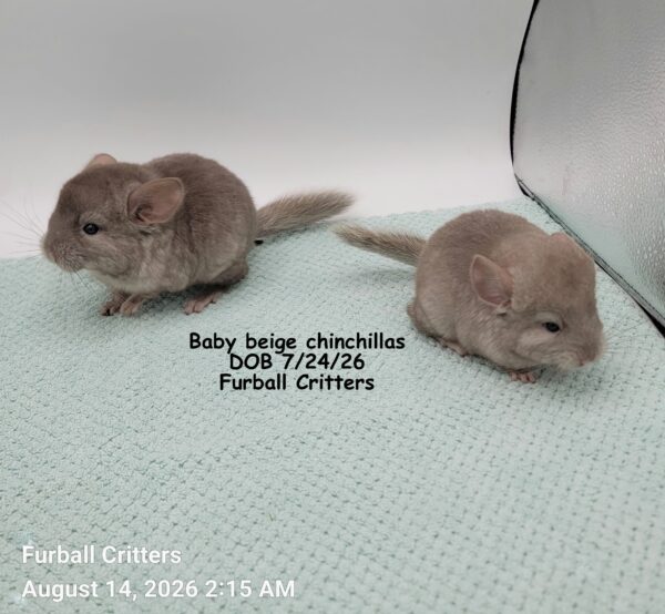 baby beige chinchillas