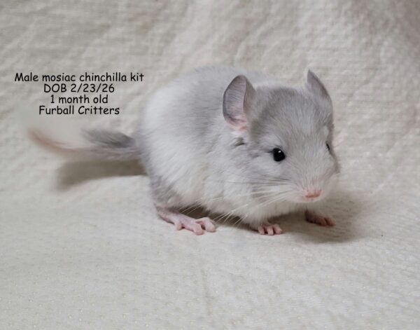 Male mosiac chin 2/23/26