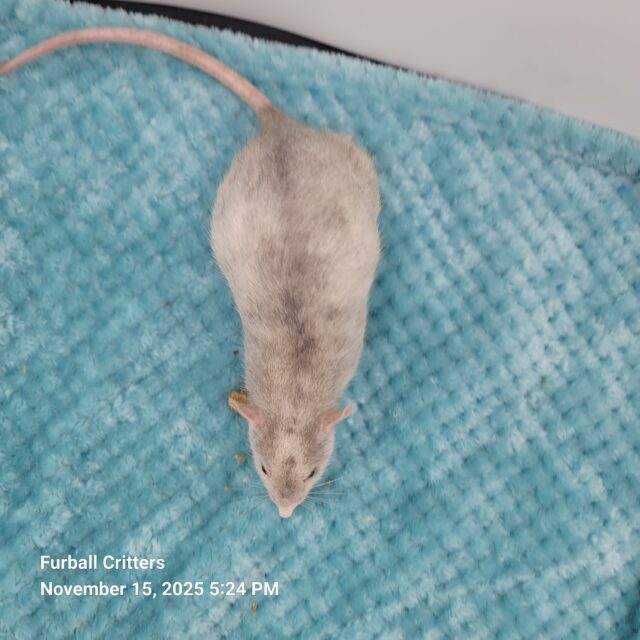 BLUE PEARL MARBLE RAT