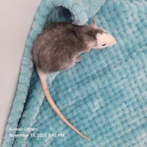 HUSKY/ROAN RAT