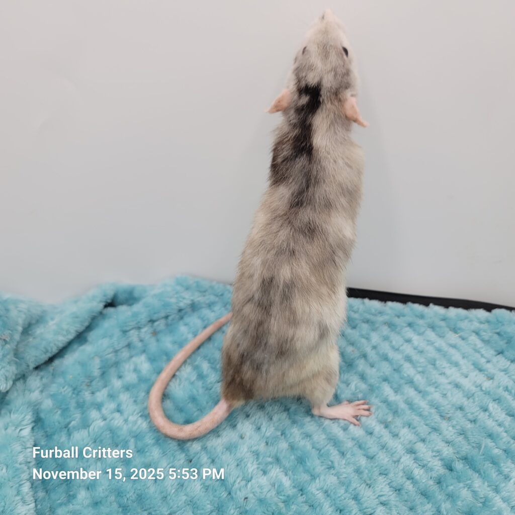 MARBLE RAT