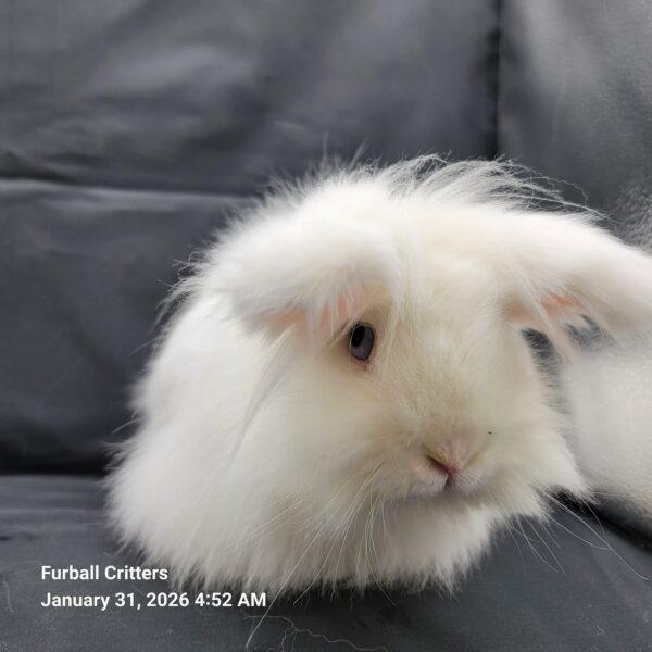 Male lionhead rabbit