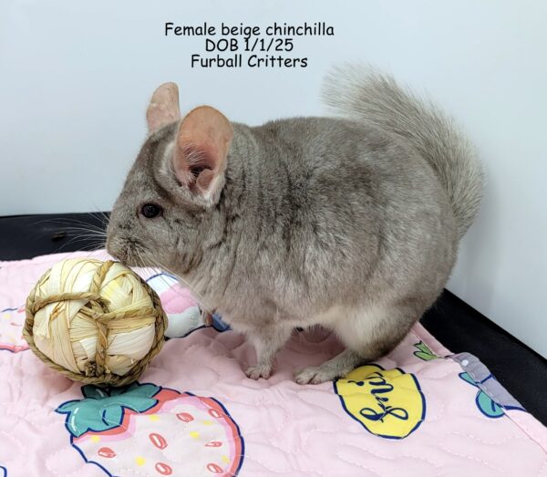 BEIGE FEMALE 1/1/25