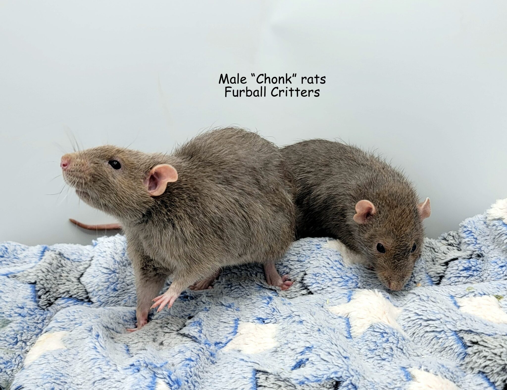 AVAILABLE FANCY RATS – July 2026 – Furball Critters