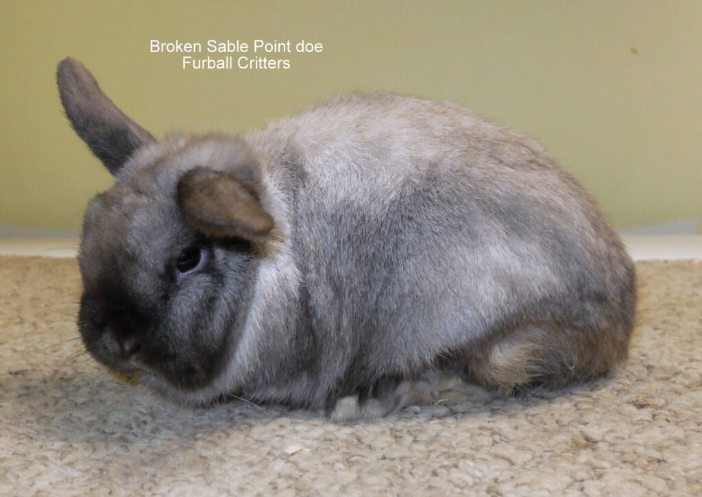 HOLLAND LOPS / show line – Furball Critters