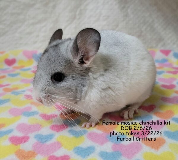 Female Mosiac 2/6/26, READY 4/5/26