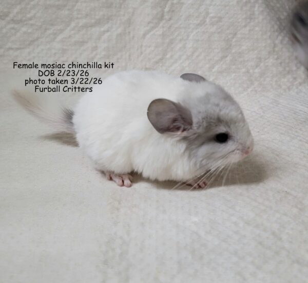 Female mosiac 2/23/26