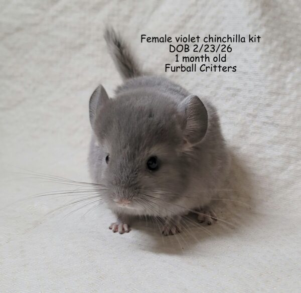 Female violet 2/23/26