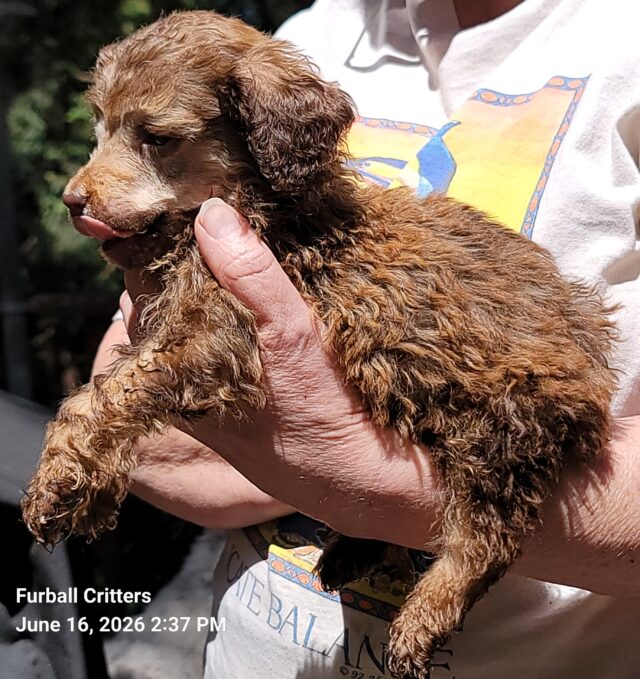Munchkin, mini poodle