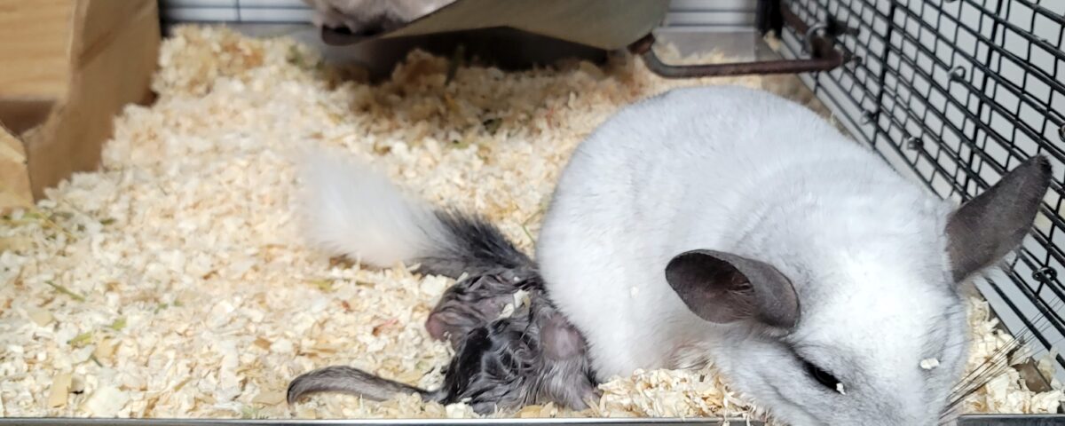 Newborn chinchillas & family