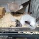 Newborn chinchillas & family