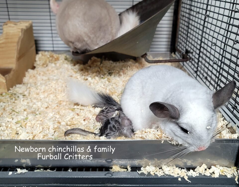 Newborn chinchillas & family