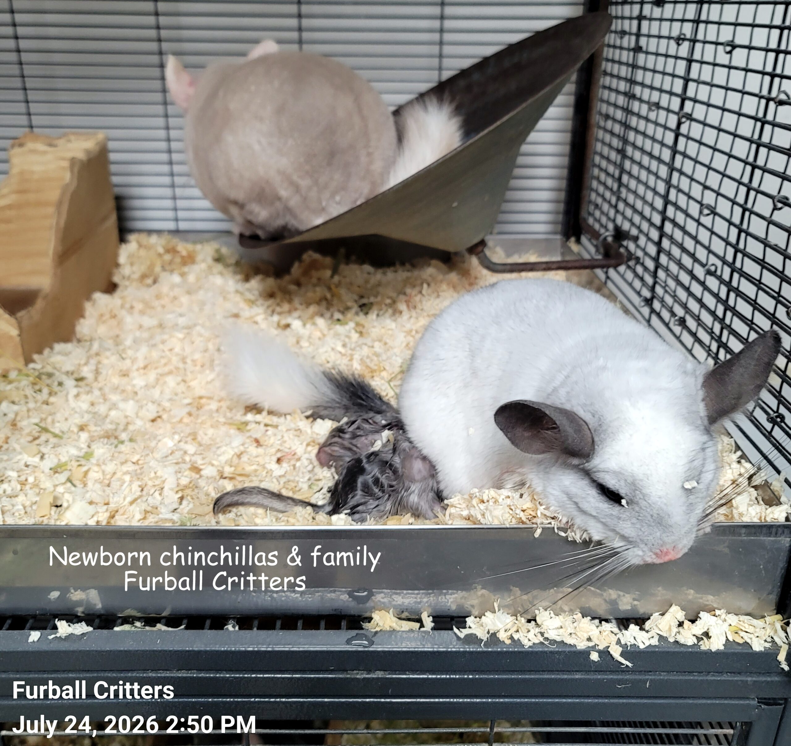 Newborn chinchillas & family