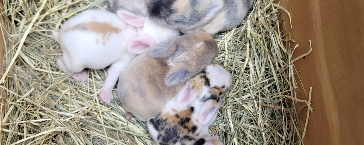 bunnies tri color and harlequin