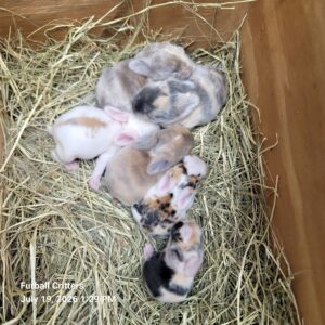 bunnies tri color and harlequin