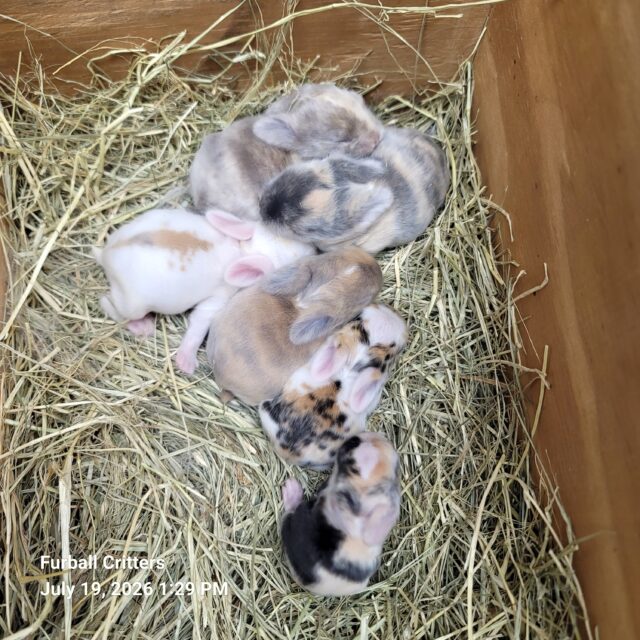 bunnies tri color and harlequin