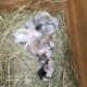 bunnies tri color and harlequin