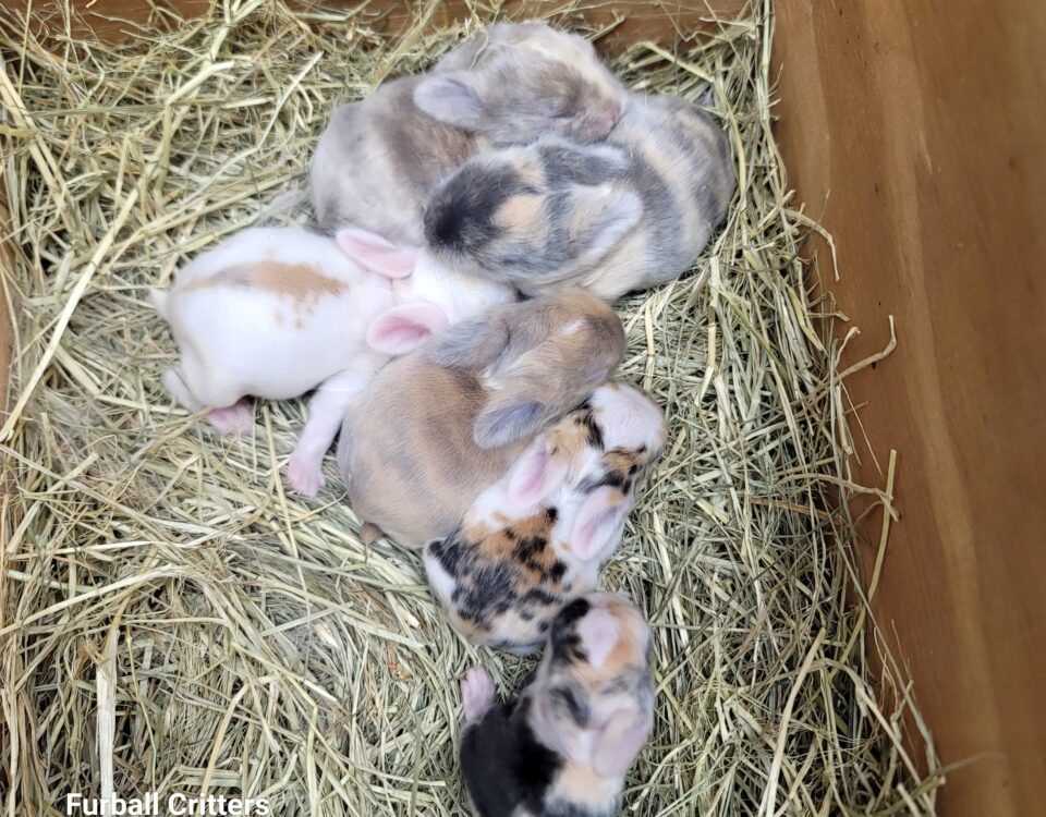 bunnies tri color and harlequin