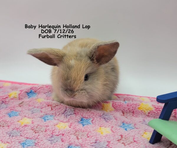 Baby Harelequin